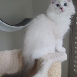 Blue Lynx Bicolor Girl