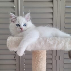 Blue Lynx Bicolor Girl