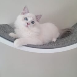 Blue Lynx Bicolor Girl