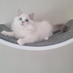 Blue Lynx Bicolor Girl