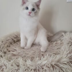 Blue lynx bicolor boy