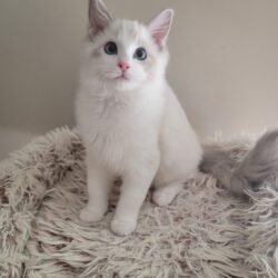 Blue lynx bicolor boy