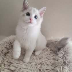 Blue lynx bicolor boy