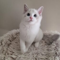 Blue lynx bicolor boy