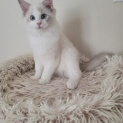 Blue lynx bicolor boy