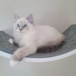 Seal Lynx Bicolor Boy