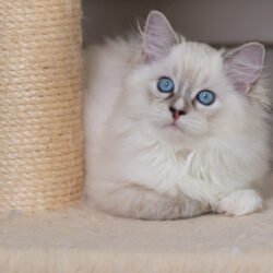 Seal Lynx Bicolor Boy