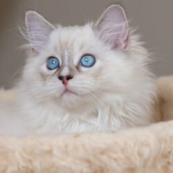 Seal Lynx Bicolor Boy