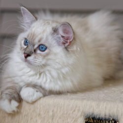 Seal Lynx Mitted Girl