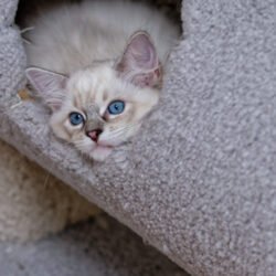 Seal Lynx Mitted Girl