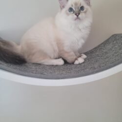 Seal Lynx Mitted Girl