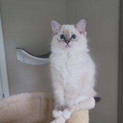 Seal Lynx Mitted Girl
