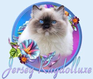 Jersey Ragdolluxe Ragdoll Cattery
