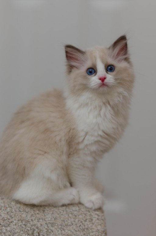 Seal point bicolor girl