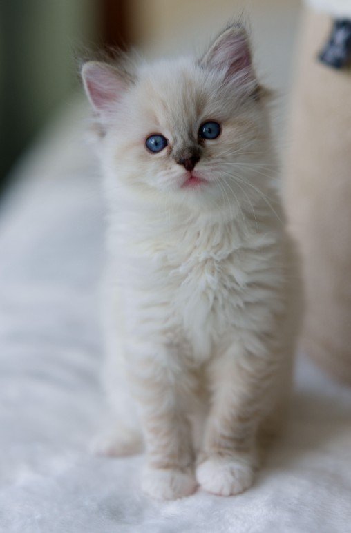 Seal point lynx mitted