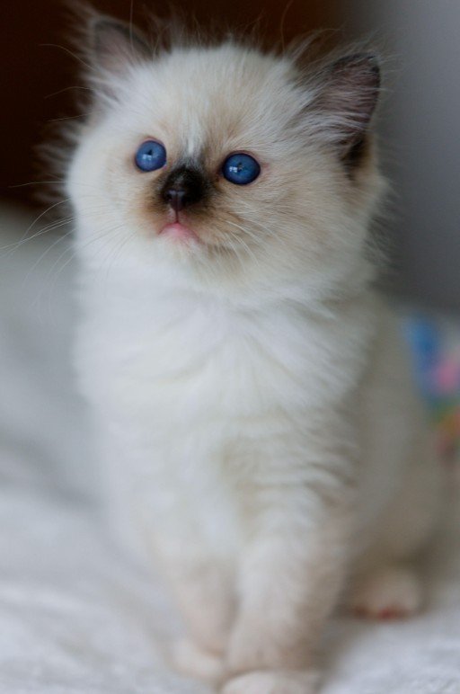 Seal Point Ragdoll Female