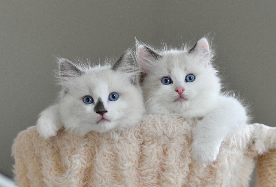 Blue point Ragdoll kittens at Jersey Ragdolluxe, a Ragdoll breeder in New Jersey