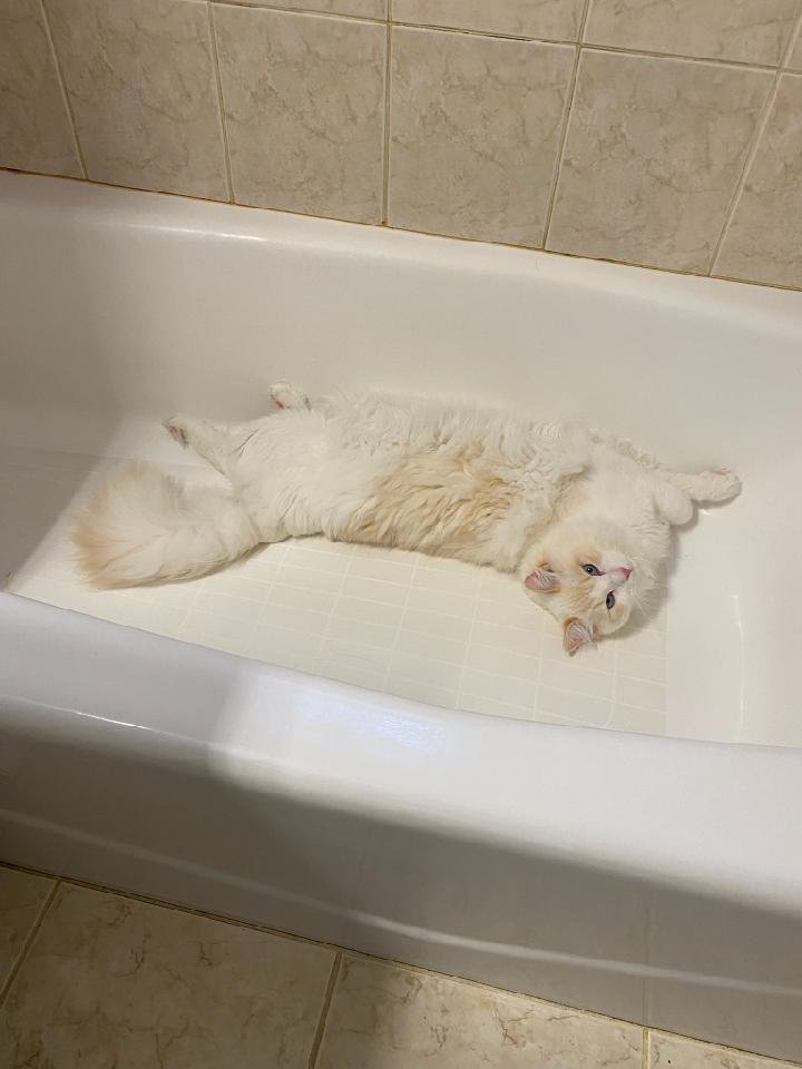 Ragdoll cat stretched out at home