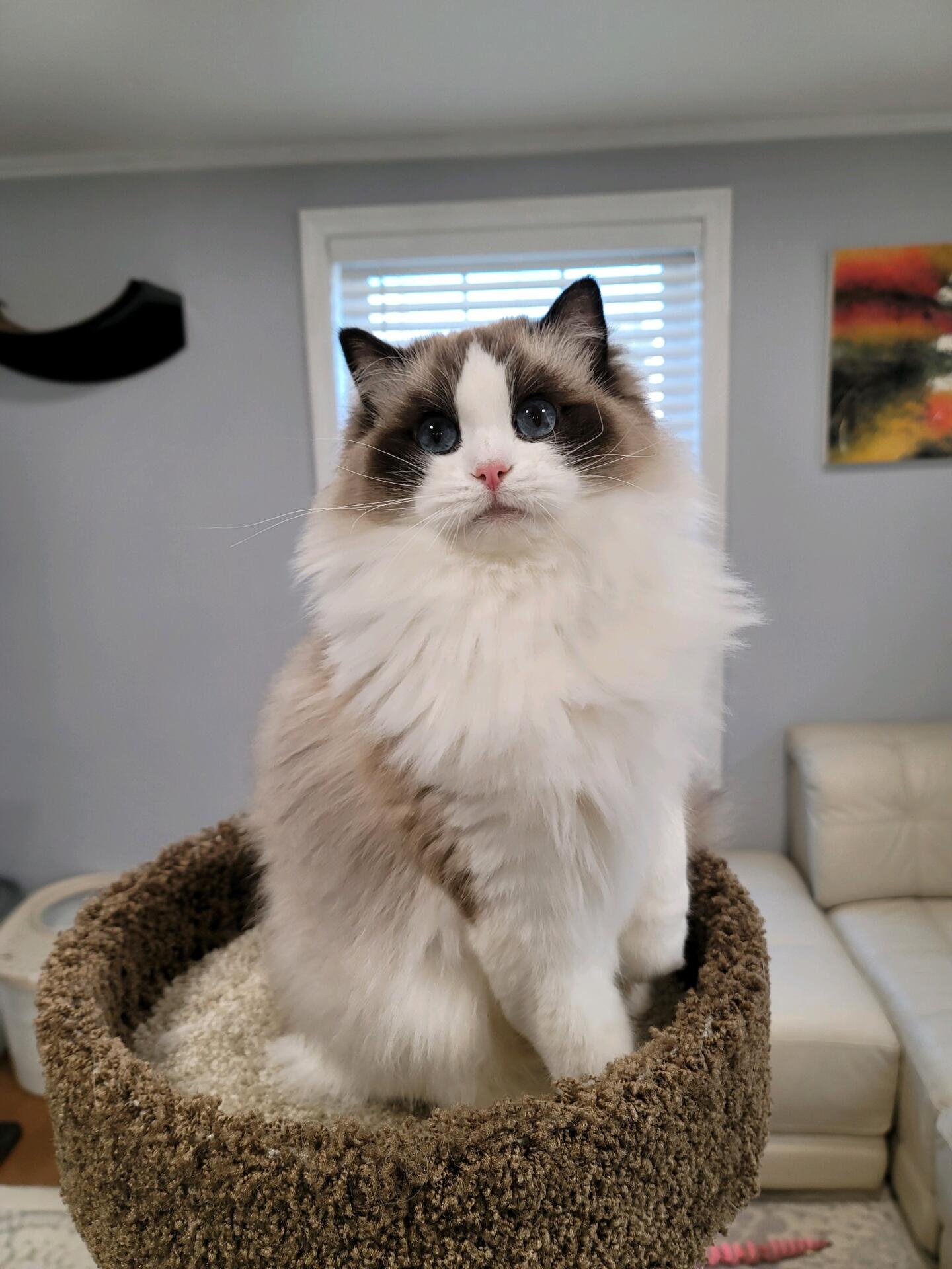 Ragdoll cat in a family living room in Pennsylvania
