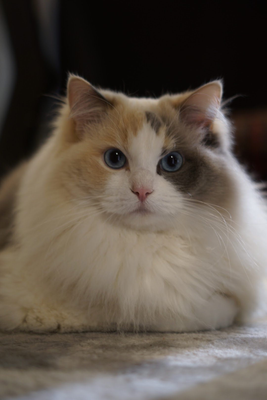 Seal bicolor Ragdoll cat with a Pennsylvania family