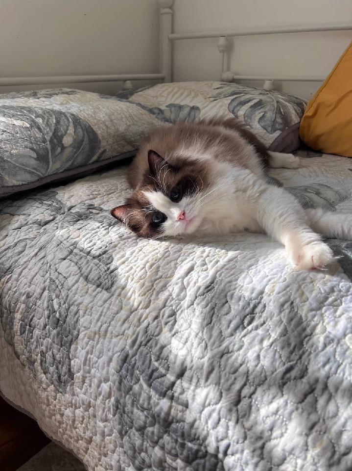 Ragdoll cat relaxing on a bed in a New York home
