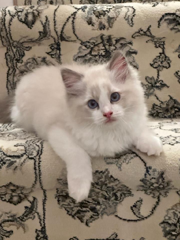 Ragdoll kitten settled into a new home