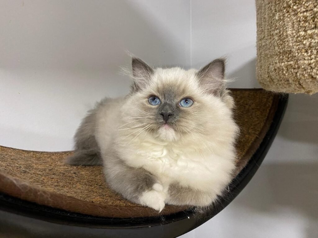 Ragdoll kitten on a cat tree at a New Jersey cattery