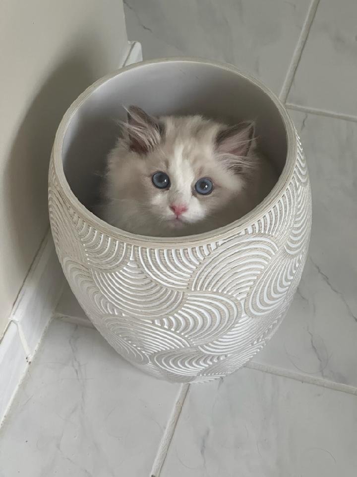 Ragdoll kitten settling into a Pennsylvania home