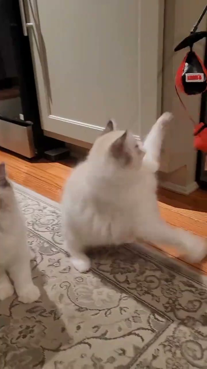 Ragdoll kitten playing at home in New York