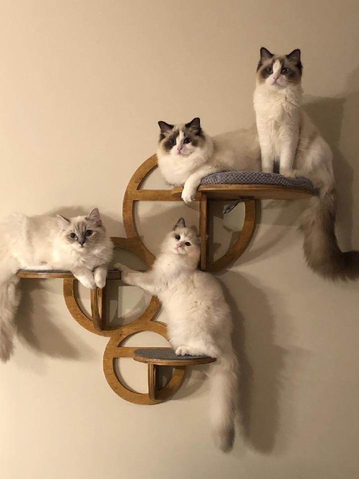 Ragdoll kittens climbing wall shelves in a Pennsylvania home