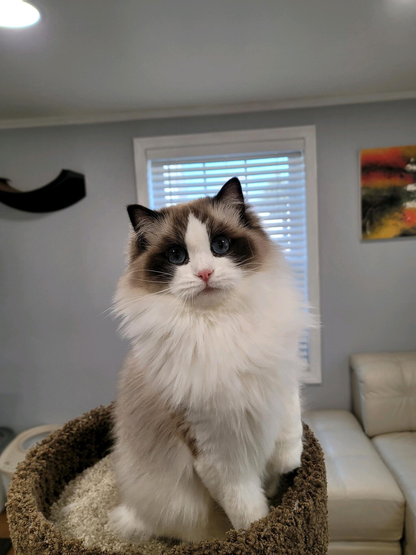 Ragdoll kitten from a New Jersey breeder at home