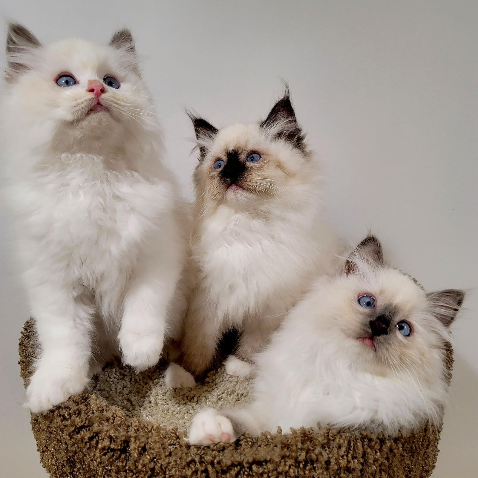 Three Ragdoll kittens from a New Jersey breeder in their new New York home
