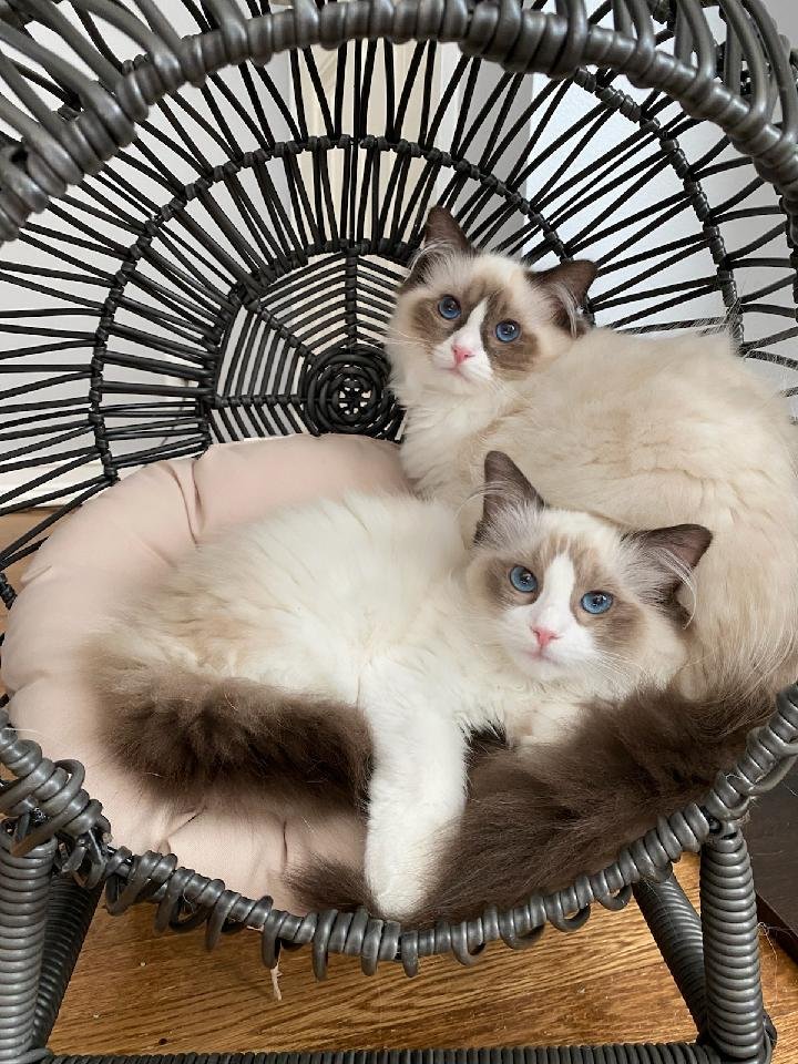 Two Ragdoll cats from Jersey Ragdolluxe in their Pennsylvania home