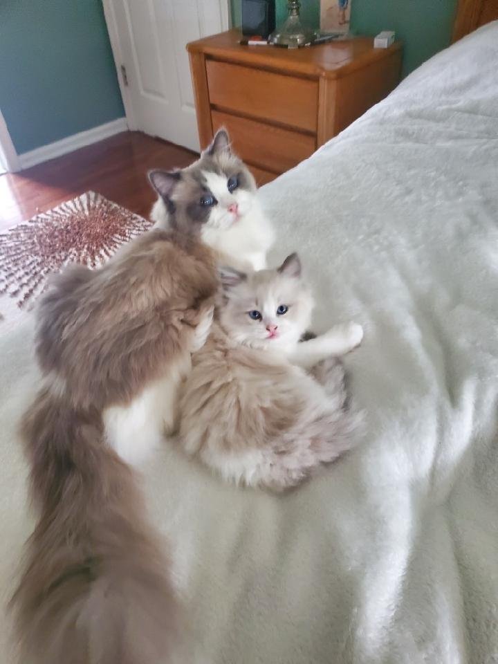 Home-raised Ragdoll kittens from a New Jersey cattery