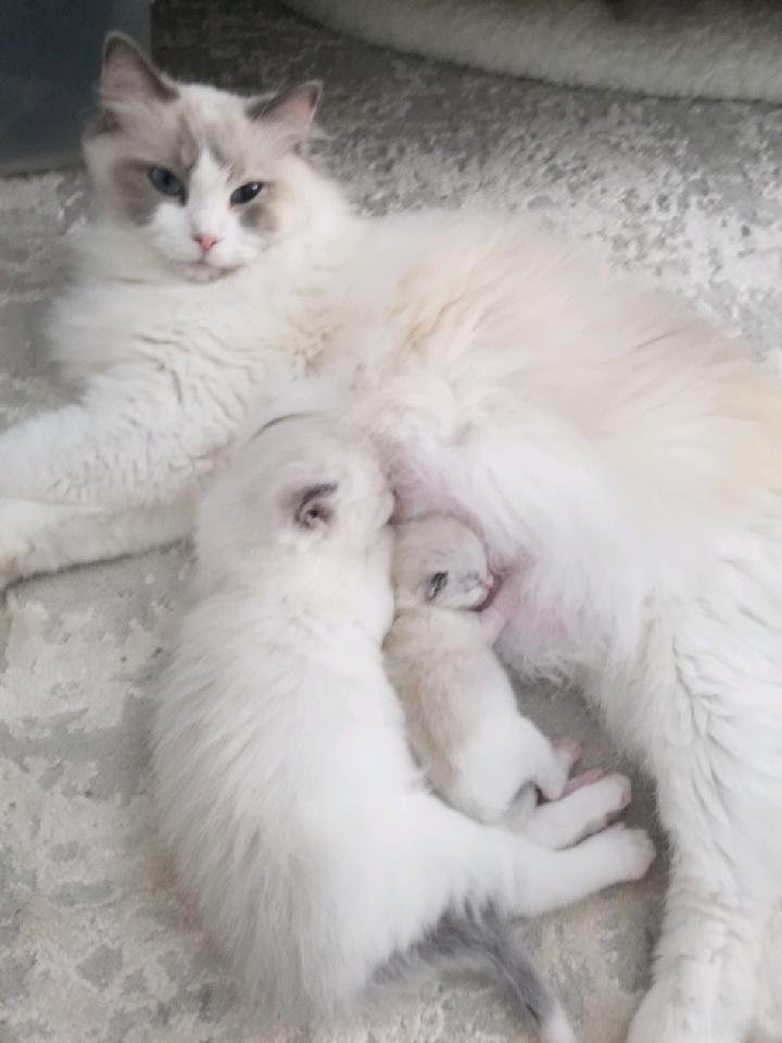 Ragdoll queen with her kittens at Jersey Ragdolluxe in New Jersey